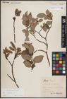 Foto von Salix caprea L.